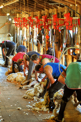 Steam Plains Shearing 022232  © Claire Parks Photography 